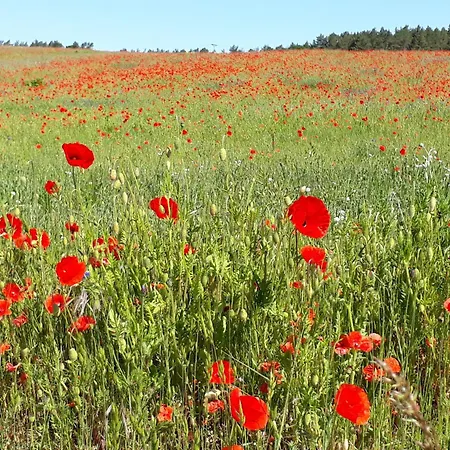 - Reetdachhaus 度假居 Kamminke